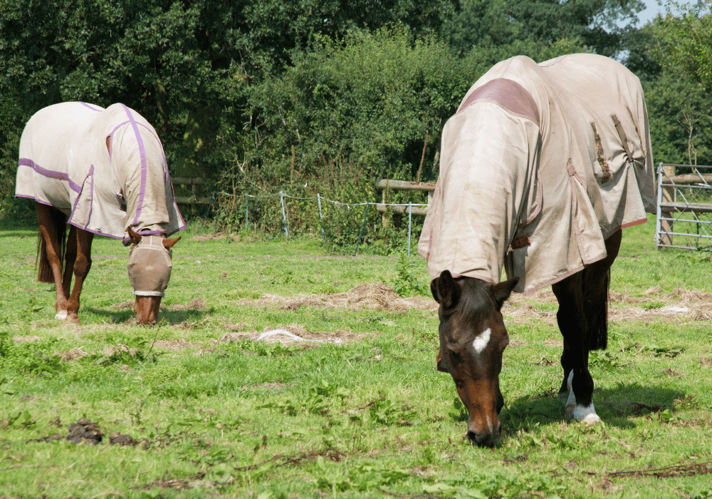 sweet itch treatment for horses